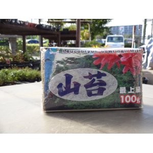 画像1: 乾燥山苔(中国産) 100g